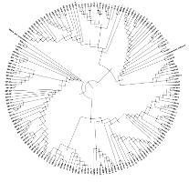 Circular Phylogenetic Tree of β-lactamases A