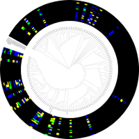 Circular Phylogenetic Tree of β-lactamases A with heatmap