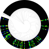 Circular Phylogenetic Tree of β-lactamases A with heatmap