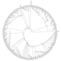 Circular Phylogenetic Tree of β-lactamases A